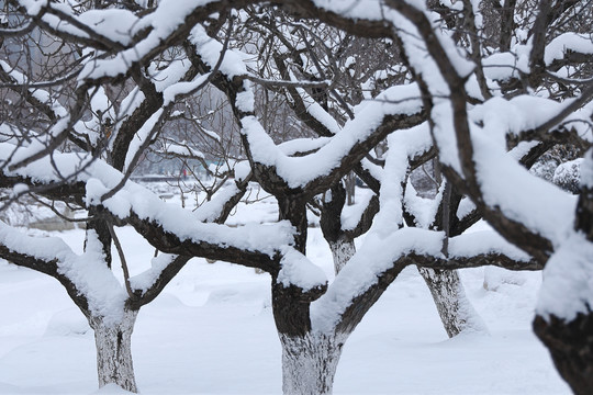 雪后树枝