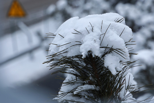 雪后植物