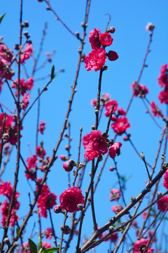 春日桃花