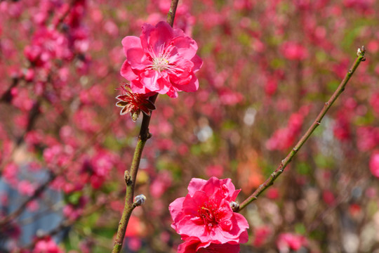 春天桃花