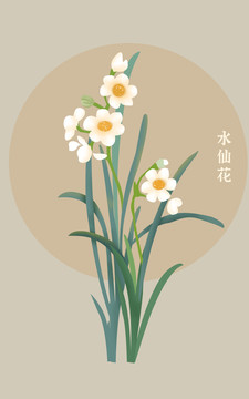 水仙花插画