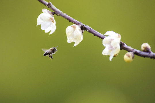 蜜蜂与梅花