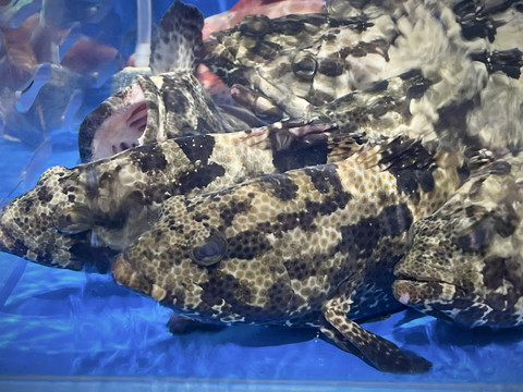 龙胆石斑鱼
