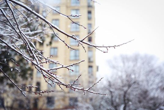 雪后梅花