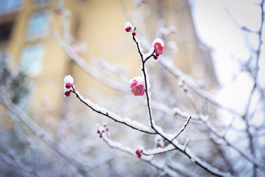 雪后梅花