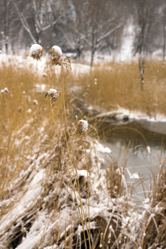 雪中芦苇