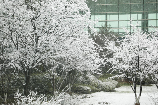 冬季雪景