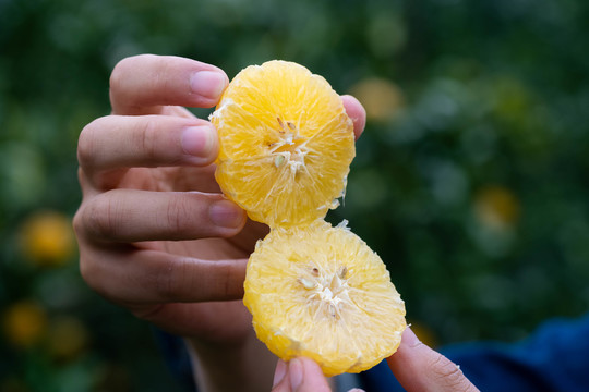 橘子橙子新鲜水果美食柑橘