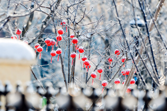 雪中红灯笼