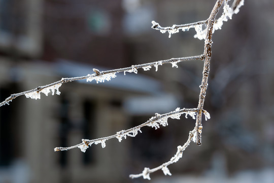 雪淞