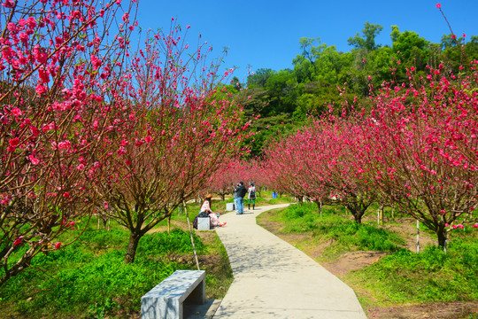 桃花园风景