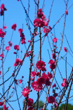 红艳艳的桃花