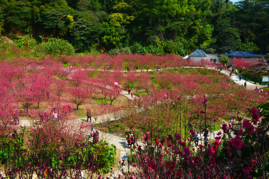 桃花园风光