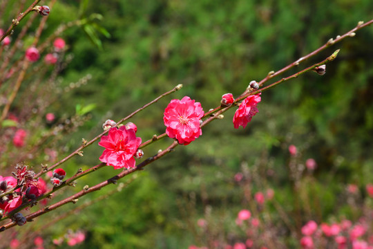 粉色桃花