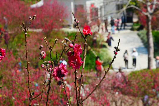 桃花园