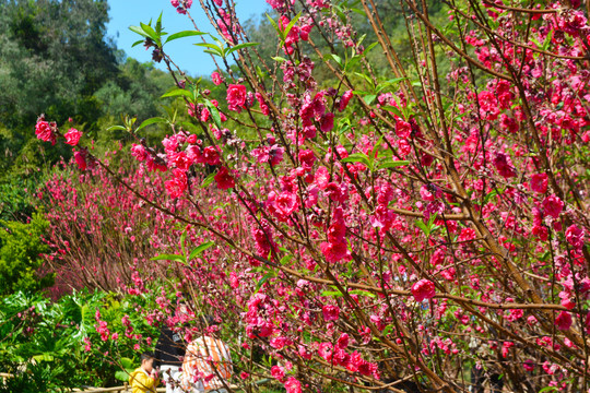 桃花园风采