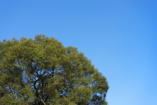 蓝天与大树的合影