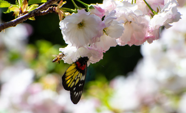 蜜蜂蝴蝶与樱花