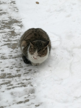 雪地上的猫