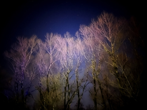 冬夜的树