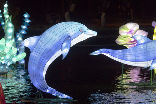 灯光艺术海豚表演