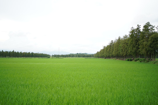 乡下的稻田风景