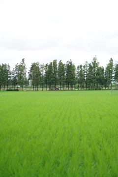 乡下的稻田风景