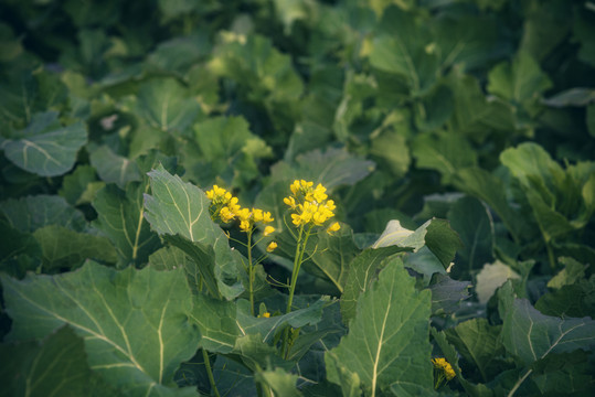 油菜花