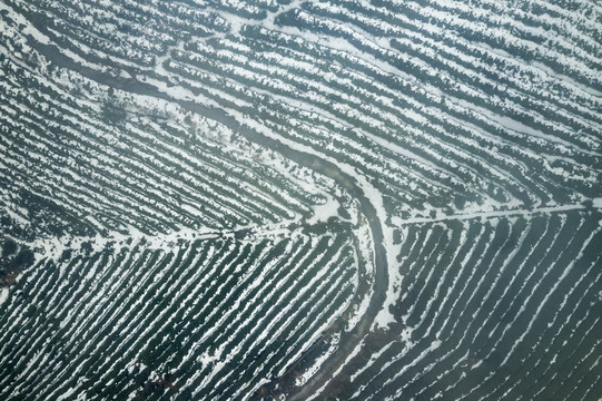 茶园雪景航拍