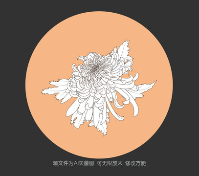 线描菊花