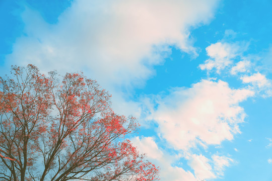 蓝天白云中的枫叶