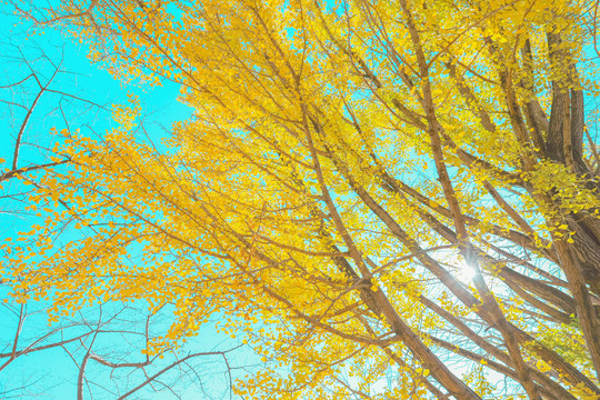 阳光灿烂的金黄银杏树
