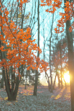 枫叶树林间的灿烂阳光