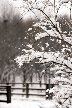 雪天树枝