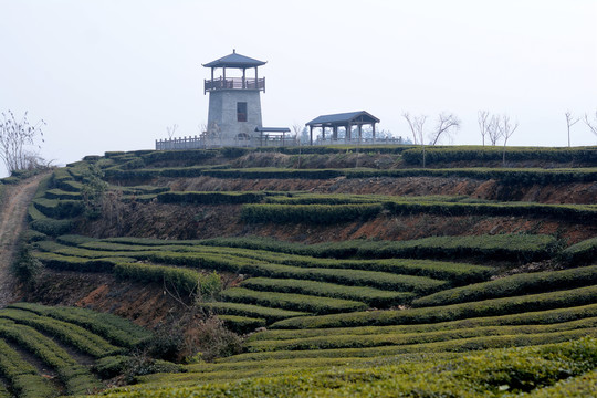 高山茶园