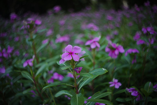 花花草草