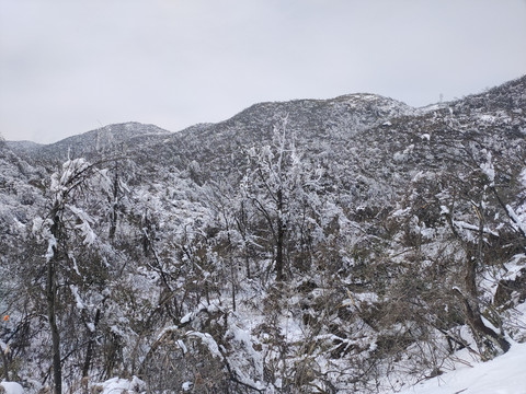 冰雪树林