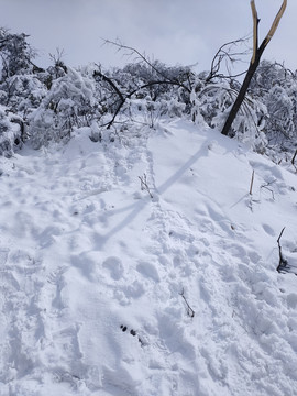 雪地