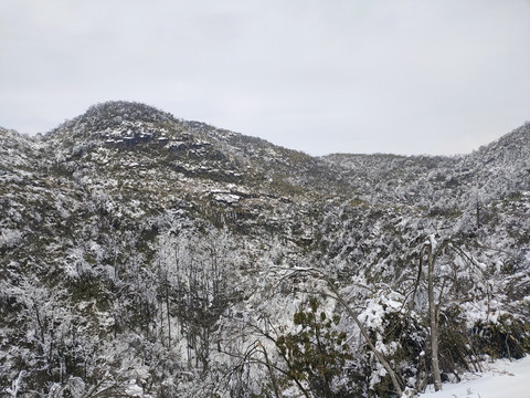 冰雪树林