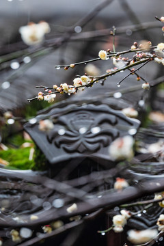 雨中梅花