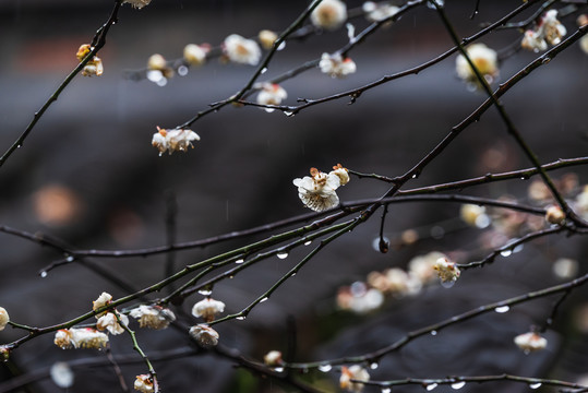 雨中梅花