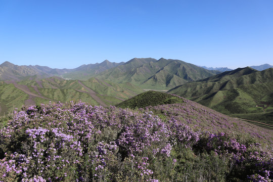 杜鹃花开