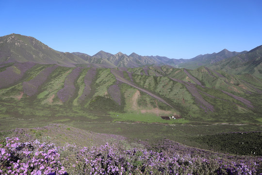 杜鹃花开