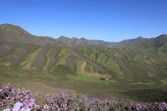 杜鹃花开