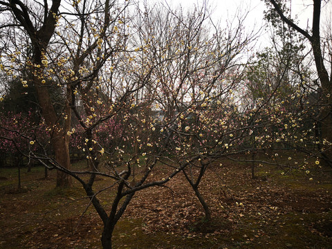 南京中山陵腊梅花