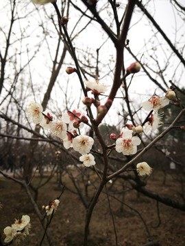 南京中山陵腊梅花