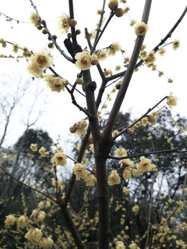 南京中山陵正月腊梅花