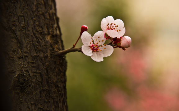 红叶李