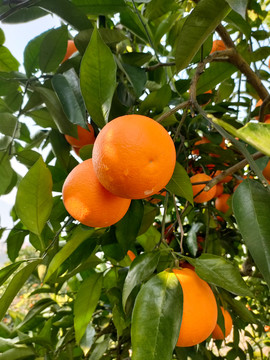 血橙树