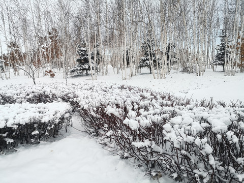 下雪树林园林